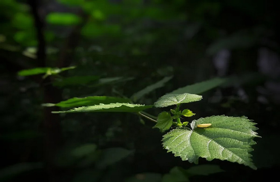 Exploring the Gympie-Gympie: The World’s Most Venomous House Plant