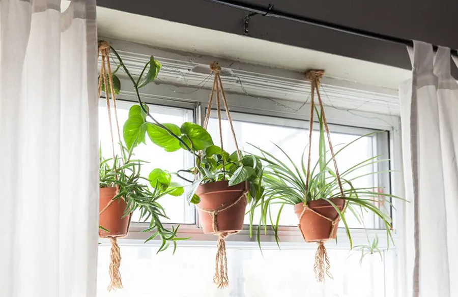 Innovative Plant Hanging Solutions: Discovering the $18 Laundry Aisle Gem